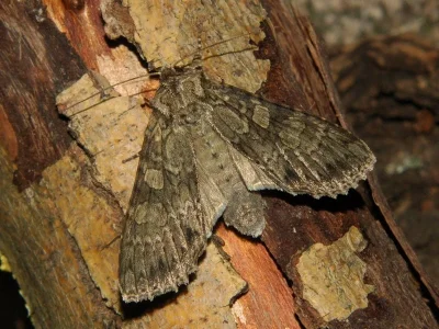 Polia (Polia) nebulosa