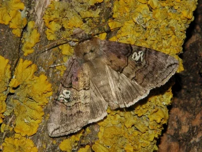 Tethea ocularis
