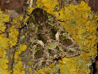 Trachea atriplicis