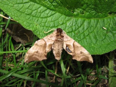 Smerinthus ocellata