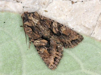 Dryobotodes (Dichonioxa) tenebrosa