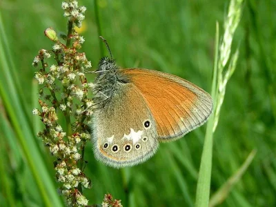 Coenonympha glycerion