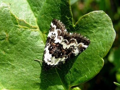 Deltote deceptoria
