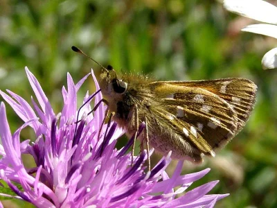 Hesperia comma