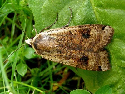 Noctua pronuba