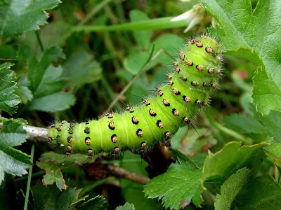 Saturnia (Eudia) pavonia