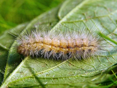 Spilarctia (S.) lutea