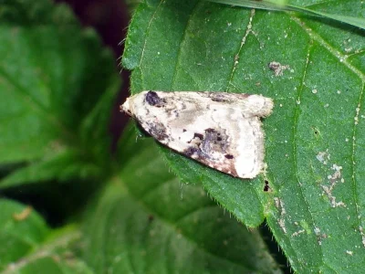 Pseudeustrotia candidula