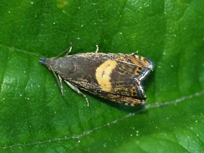Dichrorampha petiverella