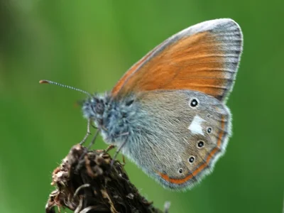 Coenonympha glycerion
