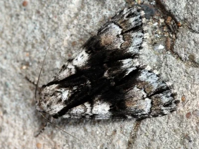 Acronicta (Jocheaera) alni