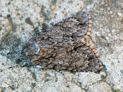 Acronicta (Acronicta) aceris