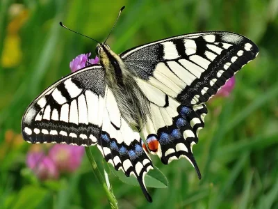 Papilio (Papilio) machaon
