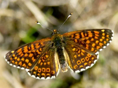 Melitaea cinxia