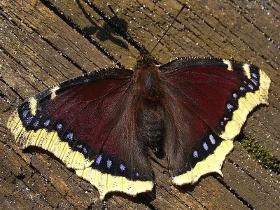 Nymphalis (Nymphalis) antiopa