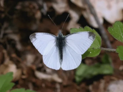 Pieris (Artogeia) ergane