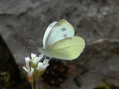 Pieris (Artogeia) ergane