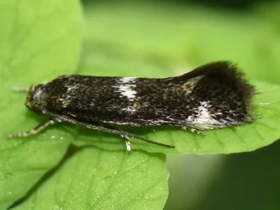 Elachista (Elachista) alpinella
