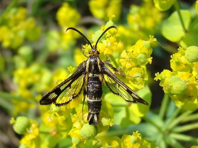 Chamaesphecia (Chamaesphecia) empiformis