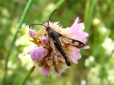 Pyropteron (Synansphecia) muscaeformis