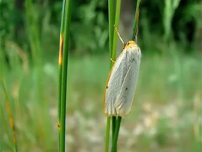 Cybosia mesomella