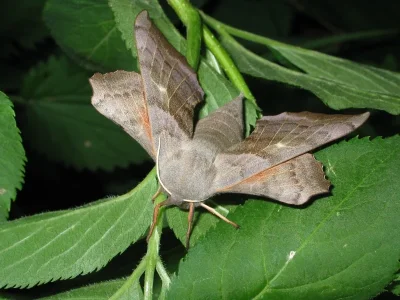 Laothoe populi
