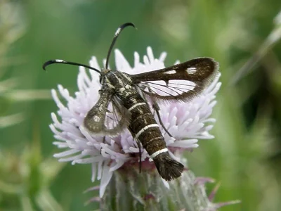 Pyropteron (Synansphecia) meriaeformis