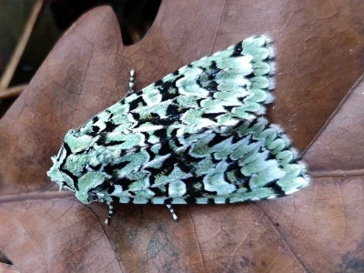 Dichonia (Griposia) aprilina