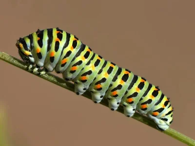 Papilio (P.) machaon