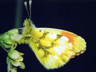 Anthocharis (Anthocharis) euphenoides