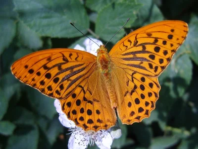 Argynnis (Argynnis) paphia