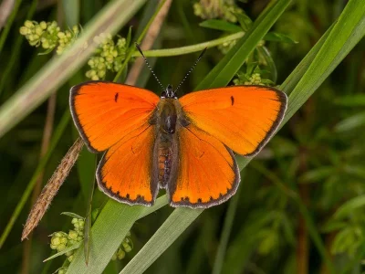 Lycaena (Thersamolycaena) dispar