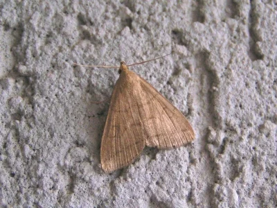 Herminia tarsipennalis