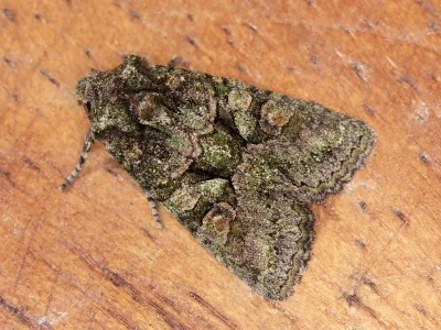 Dryobotodes (Dryobotodes) carbonis