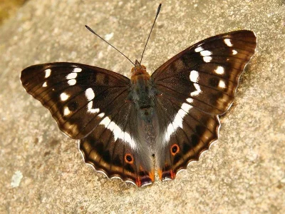 Apatura iris