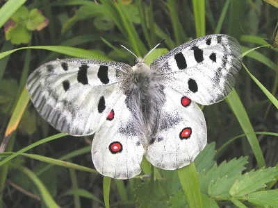 Parnassius (Parnassius) apollo