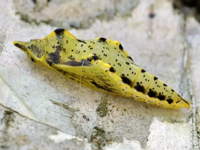 Pieris (Artogeia) napi