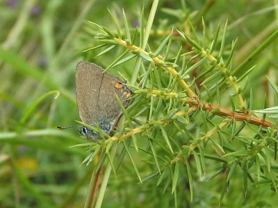 Satyrium (Nordmannia) acaciae