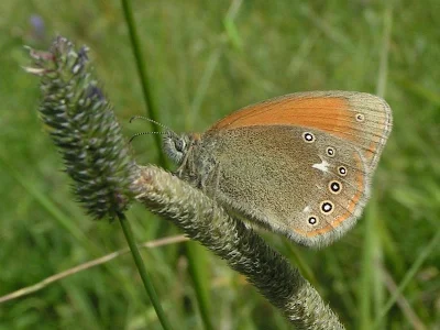 Coenonympha glycerion