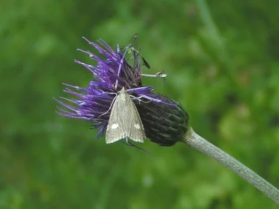 Udea alpinalis
