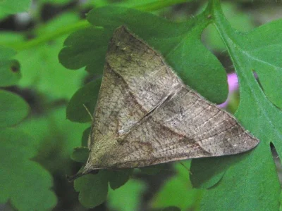 Hypena (Hypena) proboscidalis