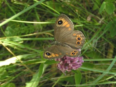Lasiommata maera