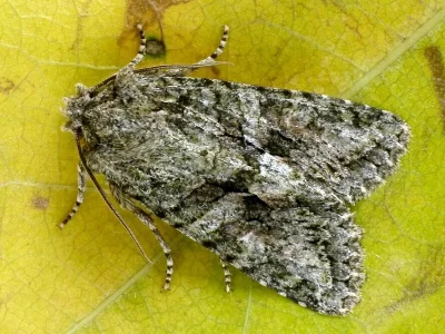 Dryobotodes (Dryobotodes) eremita