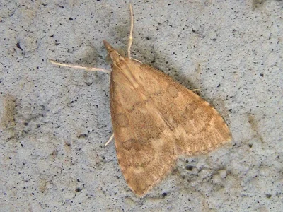 Udea fulvalis