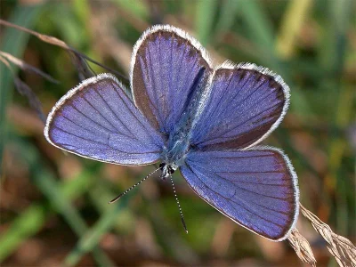 Plebejus (Lycaeides) argyrognomon