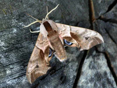 Smerinthus ocellata