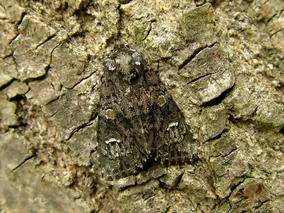 Craniophora ligustri