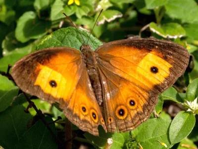 Mycalesis terminus