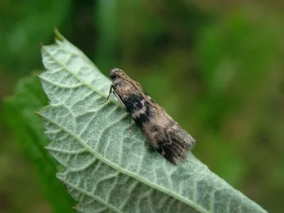 Euzophera pinguis