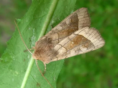 Hydraecia micacea
